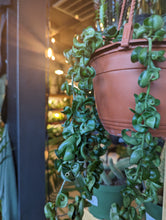 Load image into Gallery viewer, hoya carnosa compacta plant