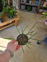 Load image into Gallery viewer, hoya insularis plant