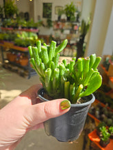 Load image into Gallery viewer, jade plant