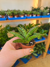 Load image into Gallery viewer, lady gaga snake plant