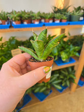 Load image into Gallery viewer, lady gaga snake plant