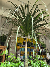 Load image into Gallery viewer, large ponytail palm