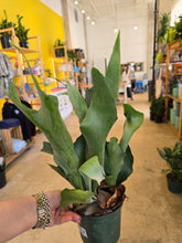 Load image into Gallery viewer, large staghorn fern in 6in pot