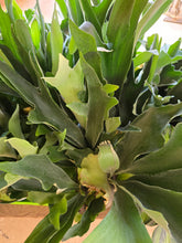Load image into Gallery viewer, large staghorn fern leaves