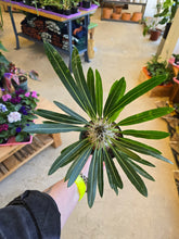 Load image into Gallery viewer, madagascar palm plant leaves