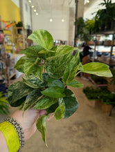 Load image into Gallery viewer, 4" Marble Queen Pothos