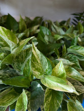 Load image into Gallery viewer, 4" Marble Queen Pothos