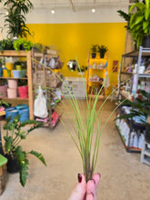 Load image into Gallery viewer, medium air plant