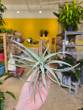Load image into Gallery viewer, medium-air-plant