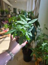 Load image into Gallery viewer, money tree stump plant
