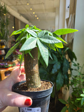 Load image into Gallery viewer, money tree stump plant