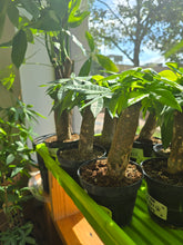 Load image into Gallery viewer, money tree stump plant
