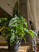 Load image into Gallery viewer, monstera adansoni hanging basket