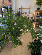 Load image into Gallery viewer, monstera-adansonii-leaves