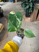 Load image into Gallery viewer, 4" Monstera Deliciosa Mint