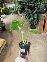 Load image into Gallery viewer, 4" Monstera Deliciosa Mint