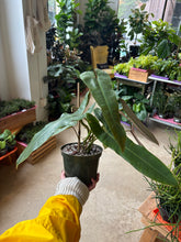 Load image into Gallery viewer, 6" Philodendron Atabapoense