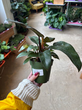 Load image into Gallery viewer, 4" Philodendron Black Cardinal
