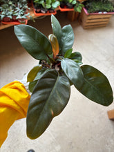 Load image into Gallery viewer, 4" Philodendron Black Cardinal