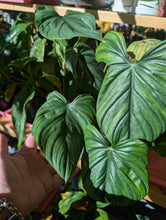 Load image into Gallery viewer, philodendron el guapo leaf