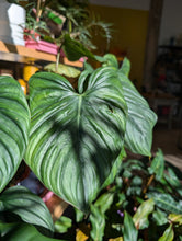 Load image into Gallery viewer, philodendron el guapo plant