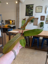 Load image into Gallery viewer, philodendron florida bronze plant