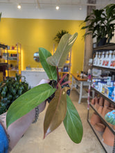 Load image into Gallery viewer, philodendron florida bronze plant