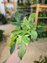 Load image into Gallery viewer, philodendron florida ghost leaves