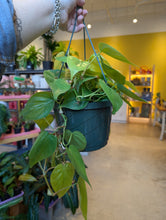 Load image into Gallery viewer, philodendron lemon lime plant
