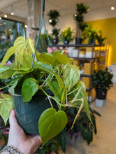 Load image into Gallery viewer, philodendron lemon lime plant