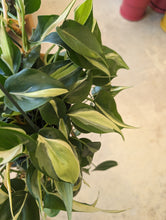 Load image into Gallery viewer, philodendron silver stripe plant leaves