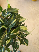 Load image into Gallery viewer, philodendron silver stripes leaves