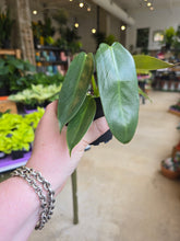 Load image into Gallery viewer, philodendron spiritus sancti plant