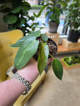 Load image into Gallery viewer, philodendron spiritus sancti plant