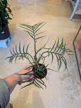 Load image into Gallery viewer, philodendron tortum plant