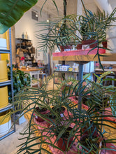 Load image into Gallery viewer, philodendron tortum plant