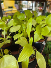 Load image into Gallery viewer, philodendron warscewiczii aurea plants