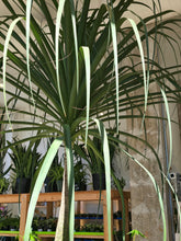 Load image into Gallery viewer, large ponytail palm tree