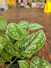 Load image into Gallery viewer, 4" Satin Pothos