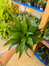Load image into Gallery viewer, 4" Dracaena 'dragon' (asst.)