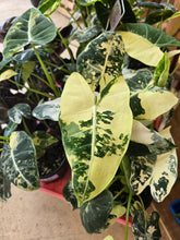 Load image into Gallery viewer, 4" Var. Alocasia Frydek