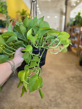 Load image into Gallery viewer, 8" Neon Pothos HB