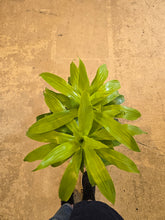 Load image into Gallery viewer, 8" Dracaena Limelight