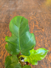 Load image into Gallery viewer, 4" Philodendron Squamiferum