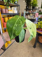 Load image into Gallery viewer, 4" Philodendron Jose Buono Fiesta