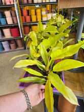 Load image into Gallery viewer, 6" Philodendron Golden Crocodile