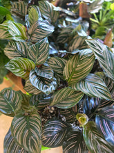 Load image into Gallery viewer, 4" Calathea ornata