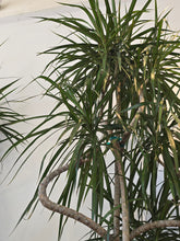 Load image into Gallery viewer, 10" Dracaena Marginata Character