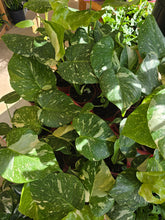 Load image into Gallery viewer, 4" Monstera 'Thai Constellation'