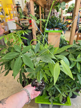 Load image into Gallery viewer, 4" Money Tree